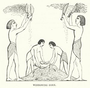 Winnowing Corn (rytina) od English School