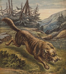 Wolf (barevná litografie) od English School