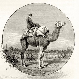 Žena na velbloudu v Austrálii, kolem roku 1880, z 