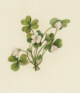 Wood-Sorrel, Oxalis Acetosella (barva lito) od English School