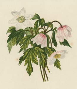 Sasanka lesní, Anemone Nemorosa (barevná litografie) od English School