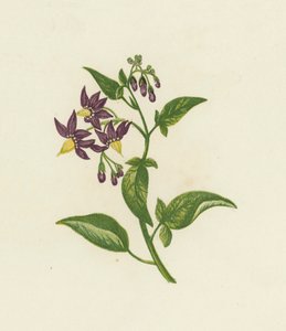 Woody Nightshade nebo Bitter Sweet, Solanum Dulcamara (barva lito) od English School