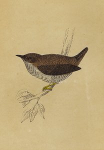 Wren (barevná litografie) od English School