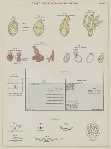 Kvasinka, Saccharomyces Cerevisiae (barevná litografie) od English School