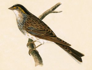 Strnad žlutavý, ilustrace z „Historie ptáků Evropy nepozorovaných na Britských ostrovech“ od Charlese Roberta Bree (1811-86), vydáno 1867