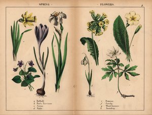 Žlutý narcis, bílý básník narcis, fialový krokus, fialová fialová, prvosenka žlutá, lipnice žlutá, sasanka bílá a sněženka bílá.   , z „Poučné obrázkové knihy aneb lekce ze světa zeleniny“, [Charlotte Mary Yonge], Edinburgh od English School