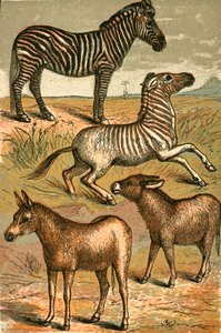 Zebra, Wild Ass, Quagga a Common Ass od English School