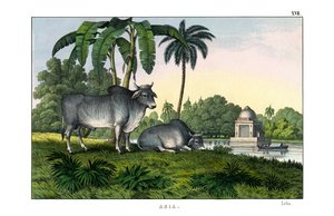 Zebu od English School