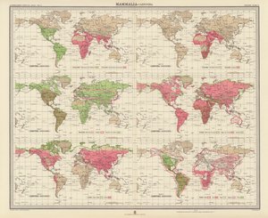 Zoogeografie: (barevná litografie) od English School