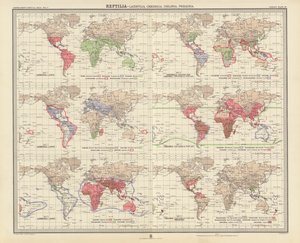 Zoogeografie: (barevná litografie): Reptilia, Lacertilia, Crocodilia, Chelonia, Prosauria od English School