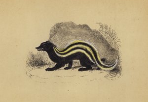 Zorilla (barevná litografie) od English School
