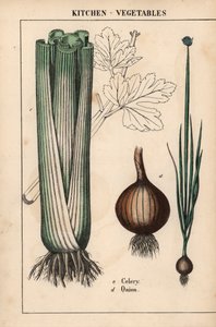 , z „Poučné obrázkové knihy aneb lekce ze světa zeleniny“, [Charlotte Mary Yonge], Edinburgh od English School