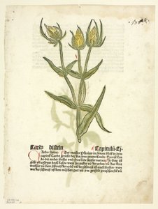 Bodlák (recto) a pupeny bodláku (verso) z knihy Gart Der Gesundheit (zvané též Hortus sanitatis neboli Zahrada zdraví), deska 32 z dřevorytů z knih 15. století