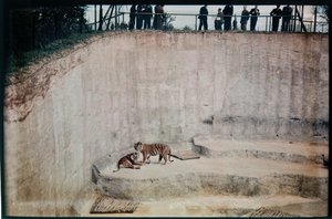 Whipsnade Zoo, Whipsnade, Central Bedfordshire, Central Bedfordshire, Velká Británie od Eric Maybank