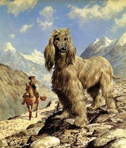 Afghánský chrt (barevná litografie)