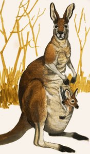 Klokan