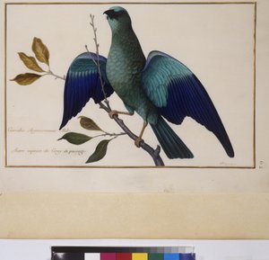 Celá strana: studie zvířat, asi 1650-75 (tempera na pergamenu) od Erich Lessing