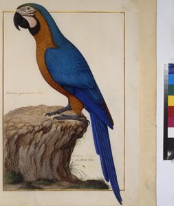 Celá strana: studie zvířat, asi 1650-75 (tempera na pergamenu) od Erich Lessing