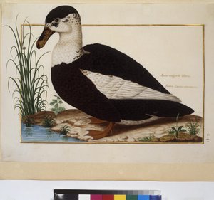 Celá strana: studie zvířat, asi 1650-75 (tempera na pergamenu) od Erich Lessing