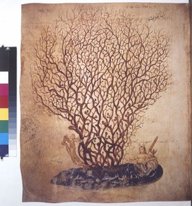 Celá stránka: studie rostlin od Erich Lessing