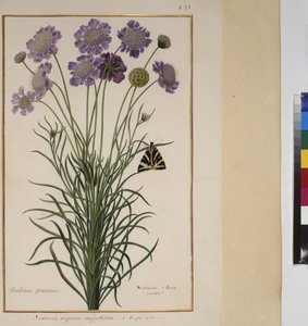 Celá stránka: studie rostlin, cca 1650-75 od Erich Lessing