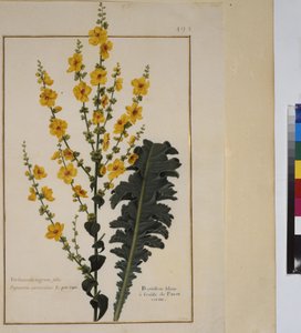 Celá stránka: studie rostlin, cca 1650-75 od Erich Lessing