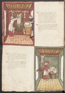 Celá strana: text a miniatury: (miniatura): " Carne grande nostrana ingrasata " (miniatura) od Erich Lessing