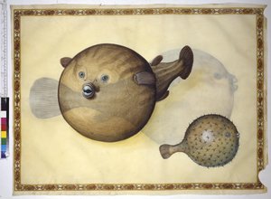 Celá stránka: dva puchýřovci na neutrálním pozadí od Erich Lessing