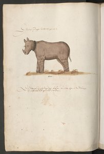 Nosorožec od Erich Lessing