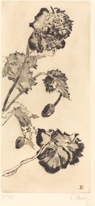 Květiny (Fleurs)