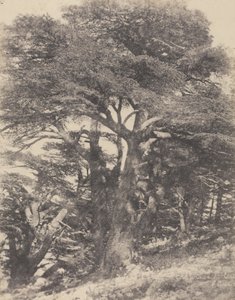 Groupe de Cèdres de Mt. Liban / [Skupina cedrových stromů, Libanonská hora]