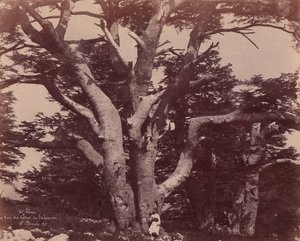 hora Libanon. Kmen jednoho z cedrů Šalamounových, 1850-53.