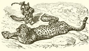 Leopard a liška