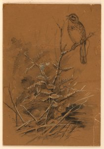 Píseň Sparrow od Ernest Thompson Seton
