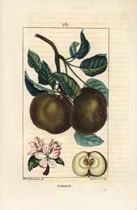 Jabloň - Jabloň, Malus domestica, s větvemi, listy, plody, květy a zralými plody v části se semeny. Ručně kolorovaná tečkovaná mědirytina od Lamberta Juniora z kresby Ernestine Panckoucke z Chaumetonovy, Poiretovy a Chamberetovy „“ La