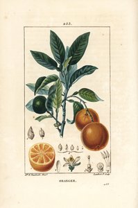 Bigaradier, Orange, Citrus aurantium, s větvemi, listy, květy, zralým a nezralým ovocem a řezem ovocem. Ručně kolorovaná tečkovaná mědirytina od Lamberta Juniora z kresby Ernestine Panckoucke z Chaumetonových, Poiretových a Chamberetových „
