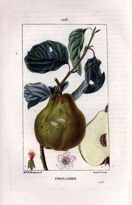 Botanická tabule: kdoule, Pyrus oblonga, zobrazující ovoce, květ, listy, větev a část ovoce. Ručně kolorovaná tečkovaná mědirytina od Lamberta Juniora z kresby Madame Panckoucke z Chaumeton, Poiret et Chamberet