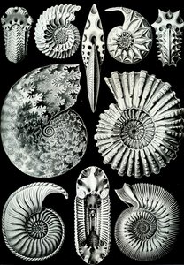 Ilustrace Ammonitida z "Art Forms of Nature" 1904 (litho) od Ernst (after) Haeckel