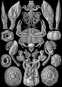 Ilustrace Cirripedia z "Art Forms of Nature" 1904 (litho) od Ernst (after) Haeckel