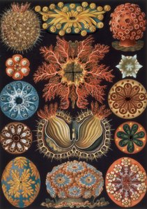 Ascidiae, deska 85 z "Art Forms of Nature".