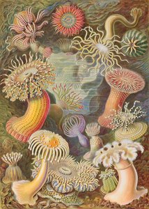 Haeckel Actiniae od Ernst Haeckel