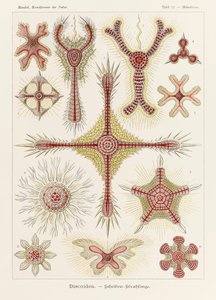Talíř 11 Heliodiscus Discoidea z „Kunstformen der Natur“ (Umělecké formy v přírodě) ilustrovaný Ernstem Haeckelem (1834-1919) od Ernst Haeckel