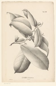 Větev s listy a poupaty Uvaria Ovalifolia (název na objektu) od Ernst Philipp Sixtus