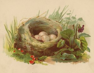 Ptačí hnízdo (chromolitho)