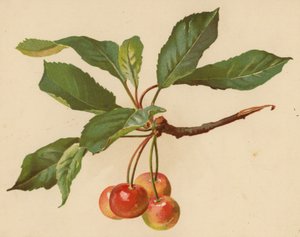 Třešně (chromolitho)