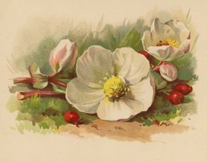 Vánoční růže a bobule (chromolitho)