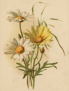 sedmikrásky (chromolitho)