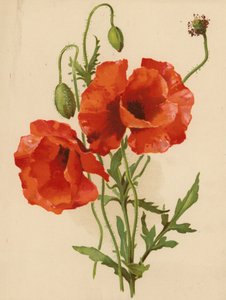 Mák (chromolitho)