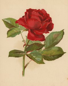 Červená zahradní růže (chromolitho)