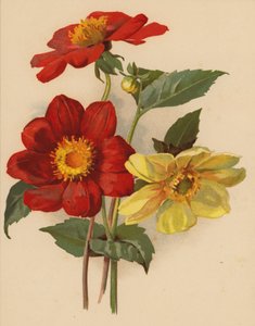 Single Jiřiny (chromolitho)